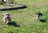 Karu *Updated photos*, a male Rat Terrier for sale in Belpre, OH – 6 of 8