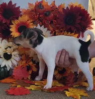 Dolly, a female Rat Terrier for sale in Belpre, OH – 2 of 5