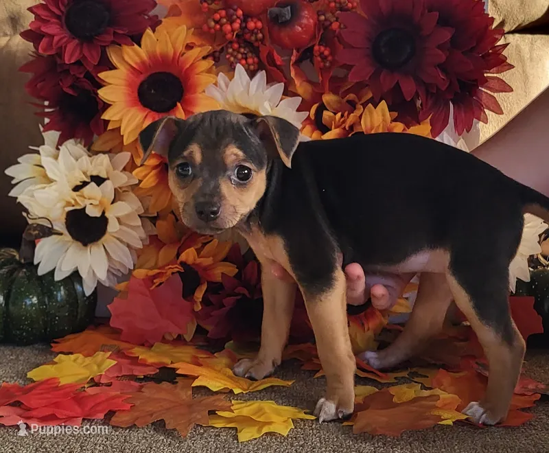Meatball – Rat Terrier puppy for sale in Belpre, OH