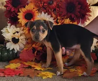 Meatball *Updated photos*, a female Rat Terrier for sale in Belpre, OH – 2 of 8
