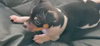 Karu, a male Rat Terrier for sale in Belpre, OH – 4 of 4