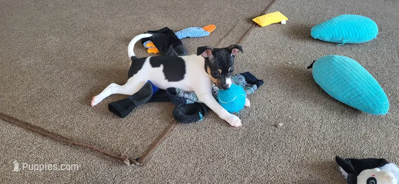Tasha *Updated photos* – Rat Terrier puppy for sale in Belpre, OH