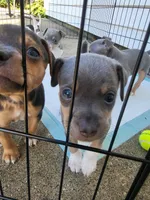 Soji, a male Rat Terrier for sale in Belpre, OH – 8 of 8