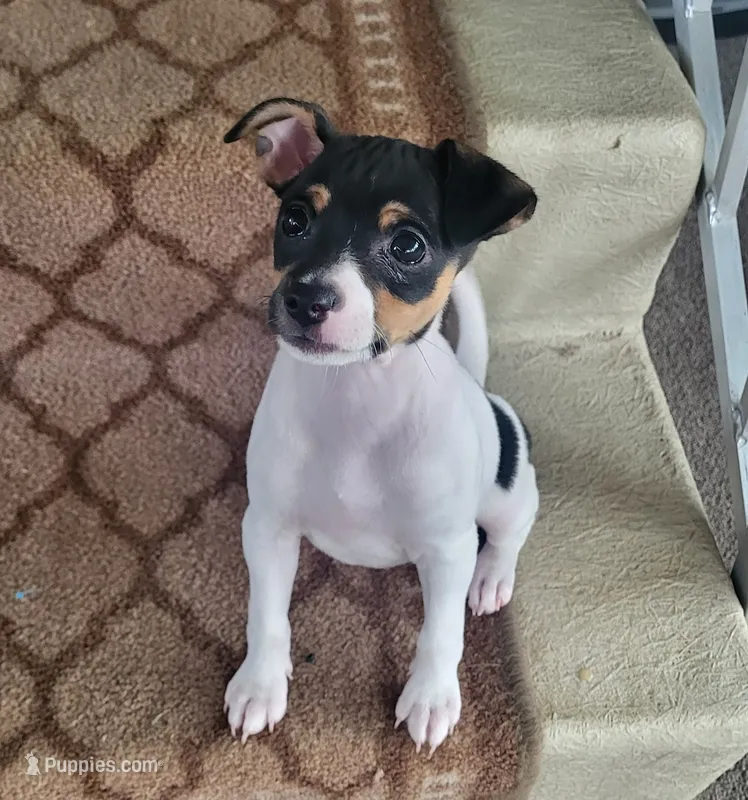 Tasha *Updated photos* – Rat Terrier puppy for sale in Belpre, OH