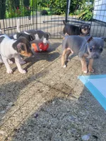 Koji, a male Rat Terrier for sale in Belpre, OH – 6 of 6