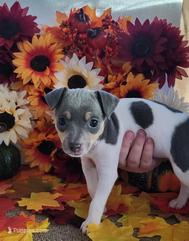 Lilian – Rat Terrier puppy for sale in Belpre, OH
