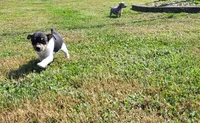 Karu *Updated photos*, a male Rat Terrier for sale in Belpre, OH – 7 of 8