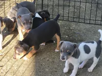 Meatball, a female Rat Terrier for sale in Belpre, OH – 5 of 6