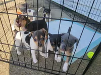 Meatball, a female Rat Terrier for sale in Belpre, OH – 6 of 6