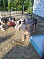 Koji, a male Rat Terrier for sale in Belpre, OH – 5 of 6