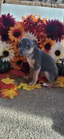 Koji, a male Rat Terrier for sale in Belpre, OH – 2 of 6