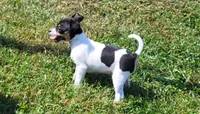 Tasha *Updated photos*, a female Rat Terrier for sale in Belpre, OH – 5 of 8