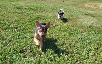Meatball *Updated photos*, a female Rat Terrier for sale in Belpre, OH – 7 of 8