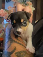 Karu, a male Rat Terrier for sale in Belpre, OH – 2 of 4