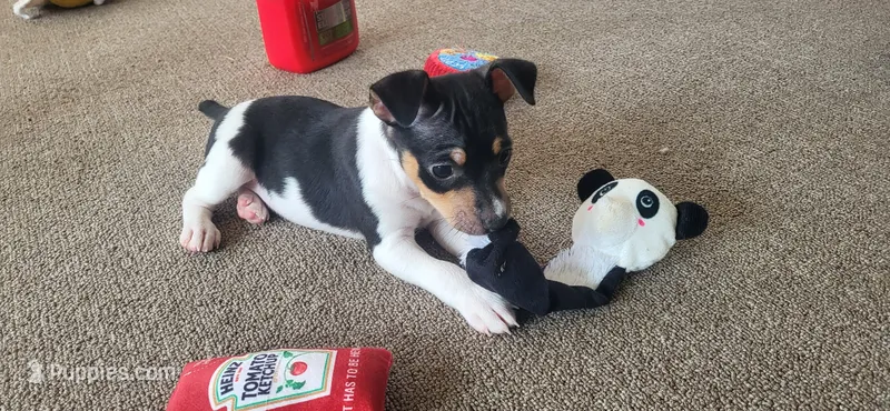 Karu *Updated photos* – Rat Terrier puppy for sale in Belpre, OH