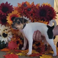 Dolly, a female Rat Terrier for sale in Belpre, OH – 1 of 5