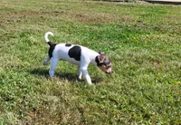 Dolly *Updated photos*, a female Rat Terrier for sale in Belpre, OH – 6 of 8