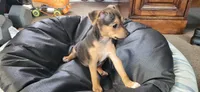 Meatball *Updated photos*, a female Rat Terrier for sale in Belpre, OH – 8 of 8
