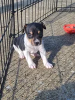Karu, a male Rat Terrier for sale in Belpre, OH – 3 of 4