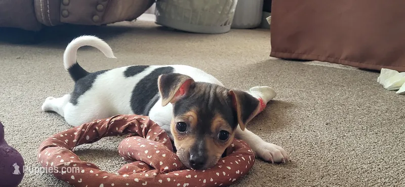 Dolly *Updated photos* – Rat Terrier puppy for sale in Belpre, OH