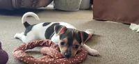 Dolly *Updated photos*, a female Rat Terrier for sale in Belpre, OH – 1 of 8