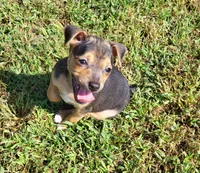 Meatball *Updated photos*, a female Rat Terrier for sale in Belpre, OH – 5 of 8