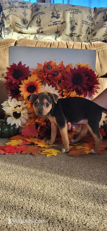 Meatball – Rat Terrier puppy for sale in Belpre, OH