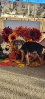 Meatball, a female Rat Terrier for sale in Belpre, OH – 1 of 6