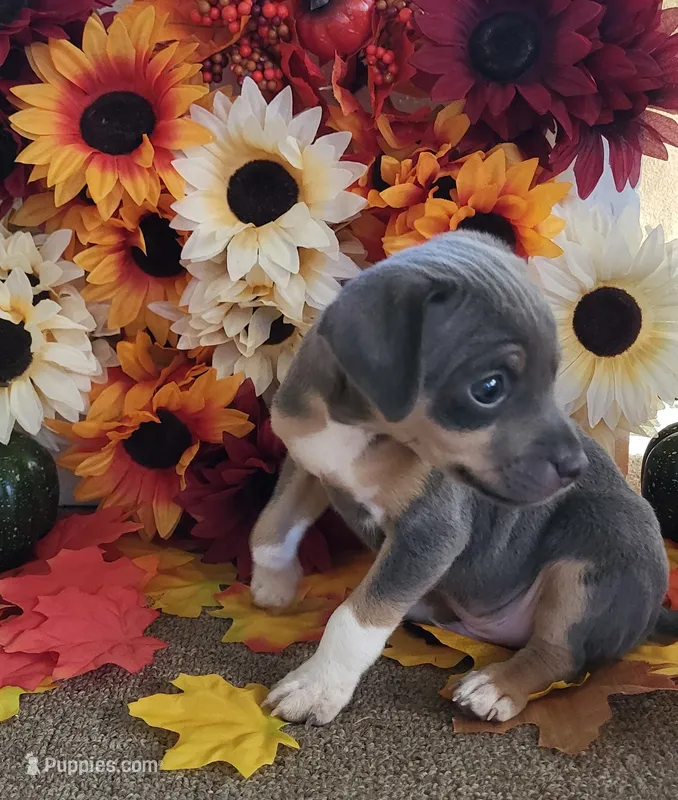Soji – Rat Terrier puppy for sale in Belpre, OH