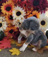 Soji, a male Rat Terrier for sale in Belpre, OH – 1 of 8