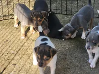 Dolly, a female Rat Terrier for sale in Belpre, OH – 3 of 5