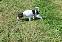Tasha *Updated photos*, a female Rat Terrier for sale in Belpre, OH – 8 of 8