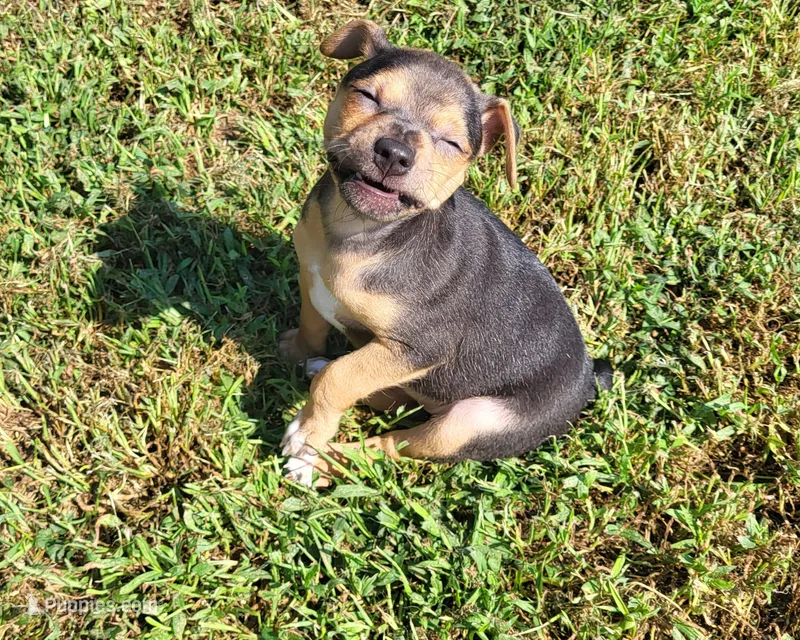 Meatball *Updated photos* – Rat Terrier puppy for sale in Belpre, OH
