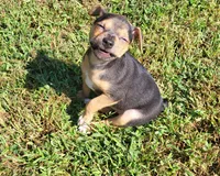Meatball *Updated photos*, a female Rat Terrier for sale in Belpre, OH – 1 of 8