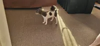 Lilian, a female Rat Terrier for sale in Belpre, OH – 3 of 7