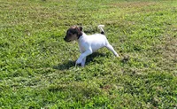 Dolly *Updated photos*, a female Rat Terrier for sale in Belpre, OH – 4 of 8