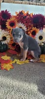 Koji, a male Rat Terrier for sale in Belpre, OH – 1 of 6