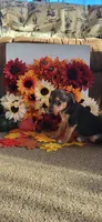 Meatball, a female Rat Terrier for sale in Belpre, OH – 2 of 6