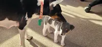 Lilian, a female Rat Terrier for sale in Belpre, OH – 5 of 7