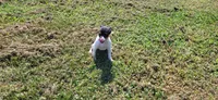 Tasha *Updated photos*, a female Rat Terrier for sale in Belpre, OH – 6 of 8