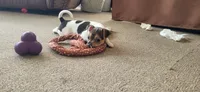 Dolly *Updated photos*, a female Rat Terrier for sale in Belpre, OH – 8 of 8