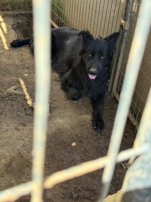 N/A – German Shepherd Dog puppy for sale in Moreno Valley, CA