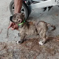 Green, a male Perro de Presa Canario for sale in Fayetteville, NC – 5 of 9