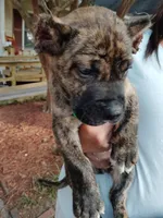 Green, a male Perro de Presa Canario for sale in Fayetteville, NC – 6 of 9