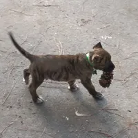 Green, a male Perro de Presa Canario for sale in Fayetteville, NC – 3 of 9