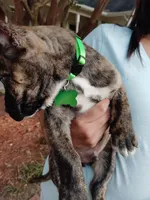 Green, a male Perro de Presa Canario for sale in Fayetteville, NC – 9 of 9