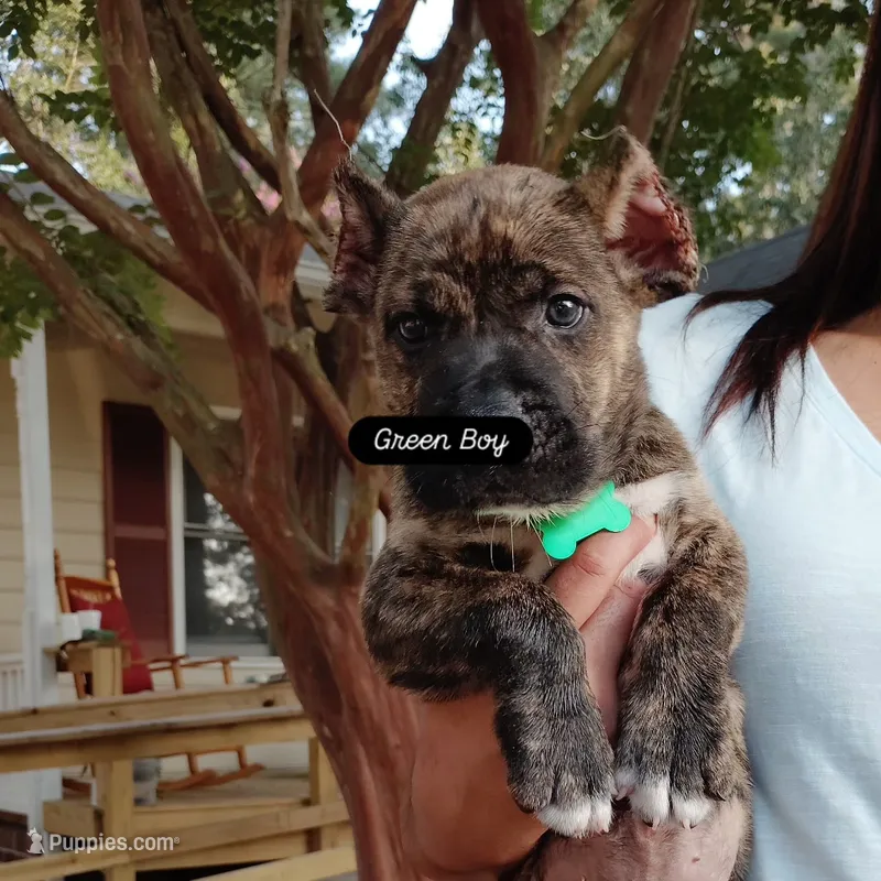 Green – Perro de Presa Canario puppy for sale in Fayetteville, NC
