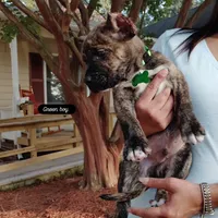 Green, a male Perro de Presa Canario for sale in Fayetteville, NC – 7 of 9
