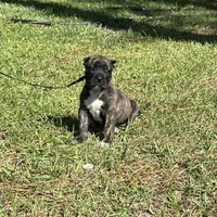 Red, a male Perro de Presa Canario for sale in Fayetteville, NC – 4 of 4