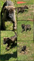 Blue(Thunder), a male Perro de Presa Canario for sale in Fayetteville, NC – 2 of 2